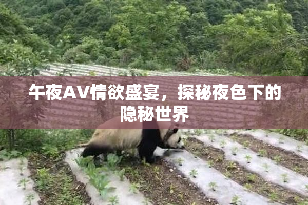 午夜AV情欲盛宴，探秘夜色下的隐秘世界