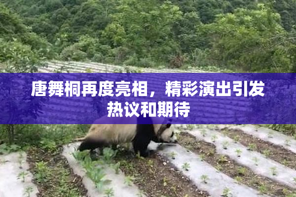 唐舞桐再度亮相，精彩演出引发热议和期待