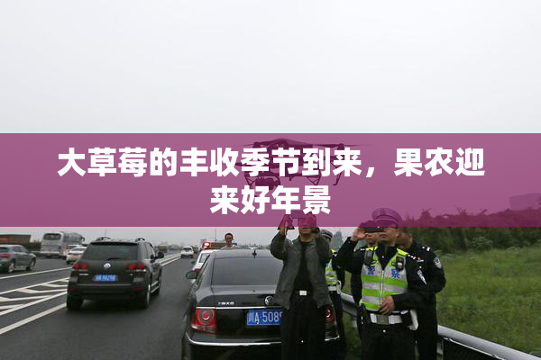 大草莓的丰收季节到来，果农迎来好年景