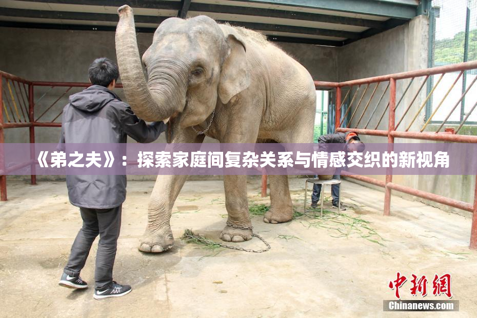 《弟之夫》：探索家庭间复杂关系与情感交织的新视角