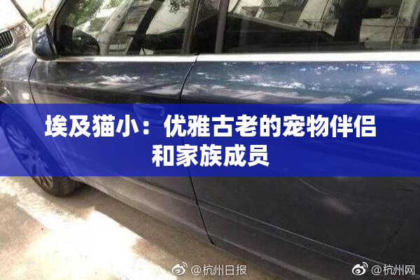 埃及猫小：优雅古老的宠物伴侣和家族成员