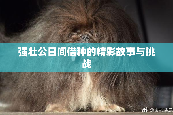 强壮公日间借种的精彩故事与挑战