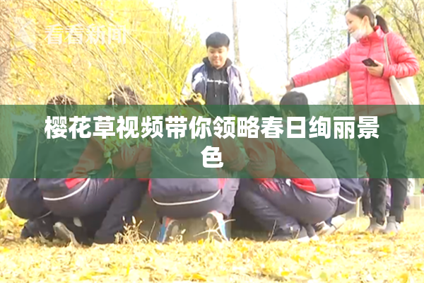 樱花草视频带你领略春日绚丽景色