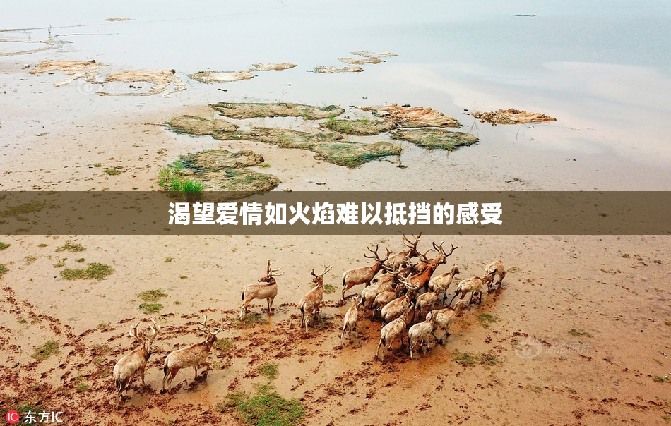 渴望爱情如火焰难以抵挡的感受