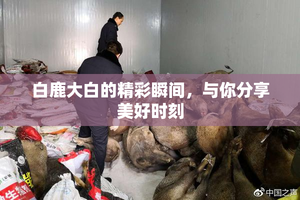 白鹿大白的精彩瞬间，与你分享美好时刻