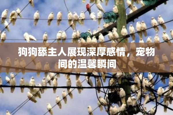 狗狗舔主人展现深厚感情，宠物间的温馨瞬间