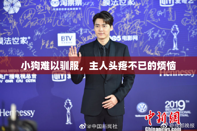 小狗难以驯服，主人头疼不已的烦恼