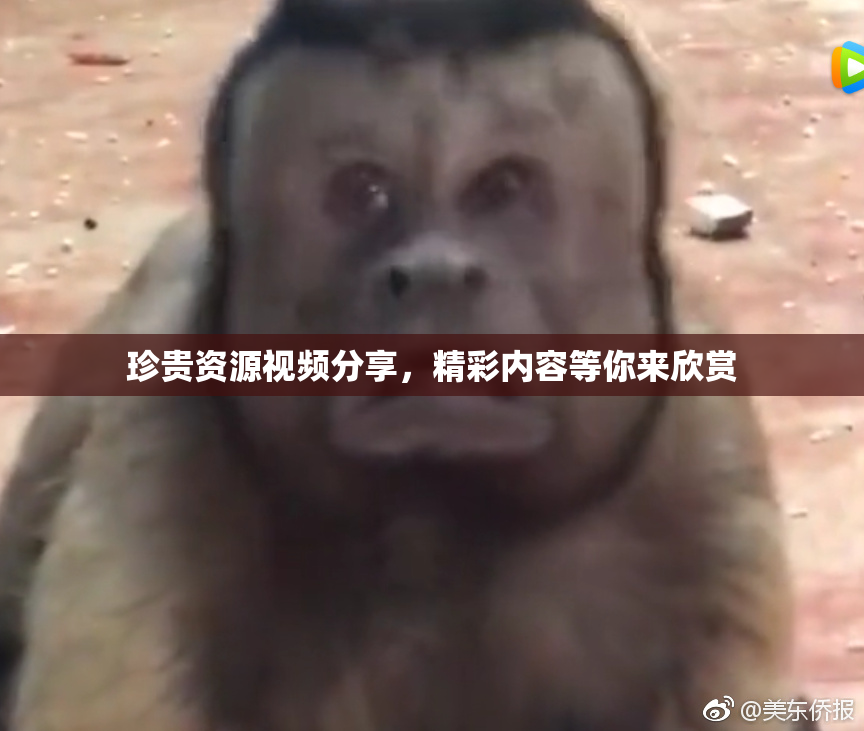 珍贵资源视频分享，精彩内容等你来欣赏