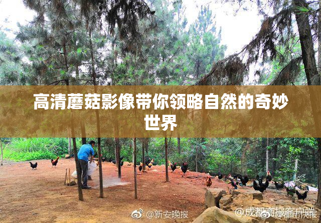 高清蘑菇影像带你领略自然的奇妙世界