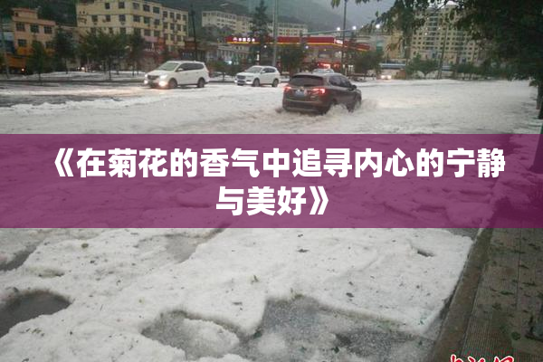 《在菊花的香气中追寻内心的宁静与美好》