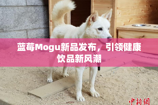 蓝莓Mogu新品发布，引领健康饮品新风潮