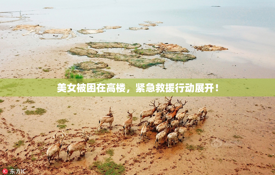 美女被困在高楼，紧急救援行动展开！