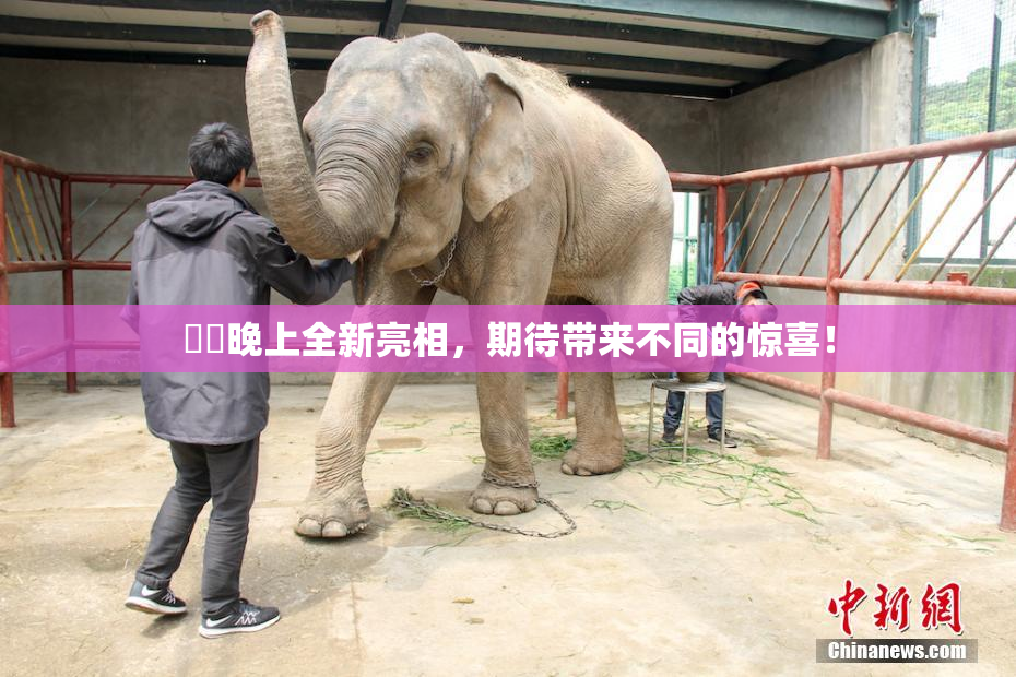 妺妺晚上全新亮相，期待带来不同的惊喜！