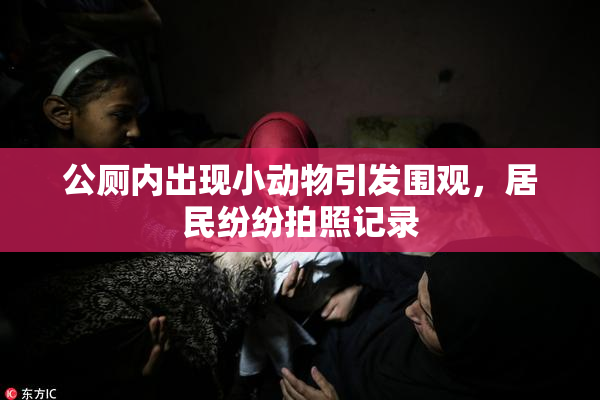 公厕内出现小动物引发围观，居民纷纷拍照记录