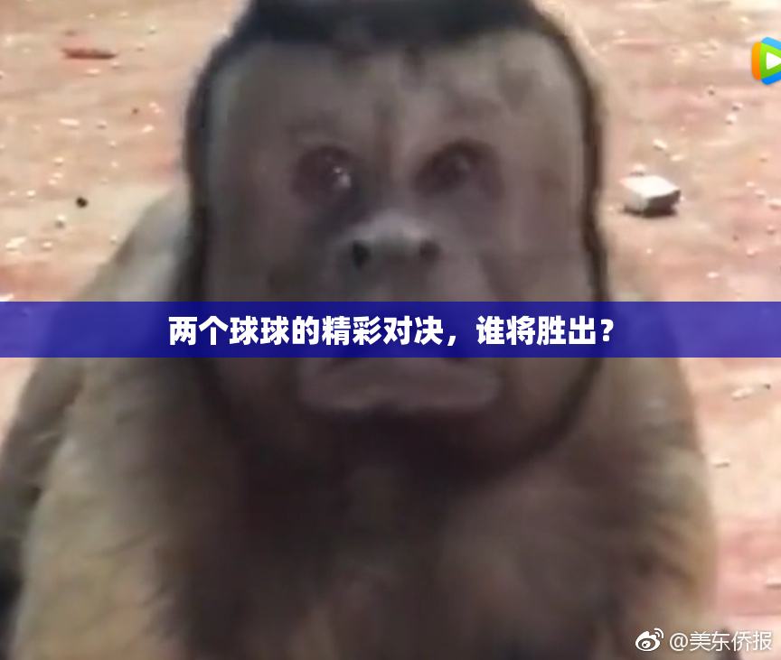两个球球的精彩对决，谁将胜出？