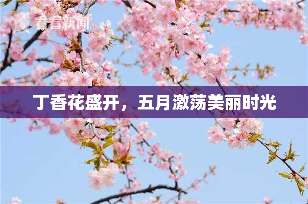 丁香花盛开，五月激荡美丽时光