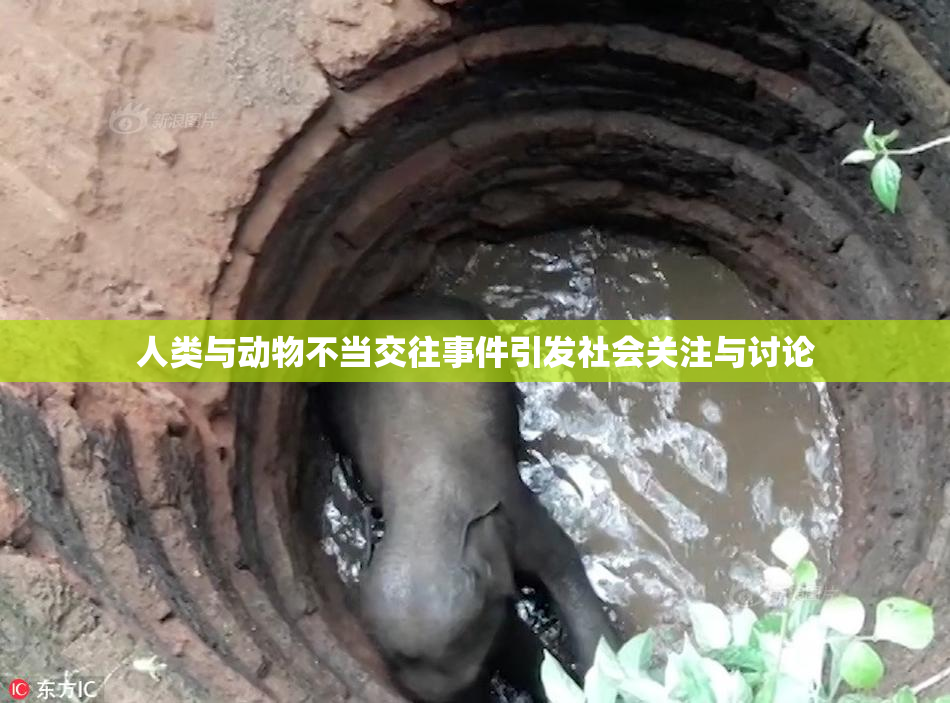 人类与动物不当交往事件引发社会关注与讨论