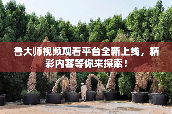 鲁大师视频观看平台全新上线，精彩内容等你来探索！