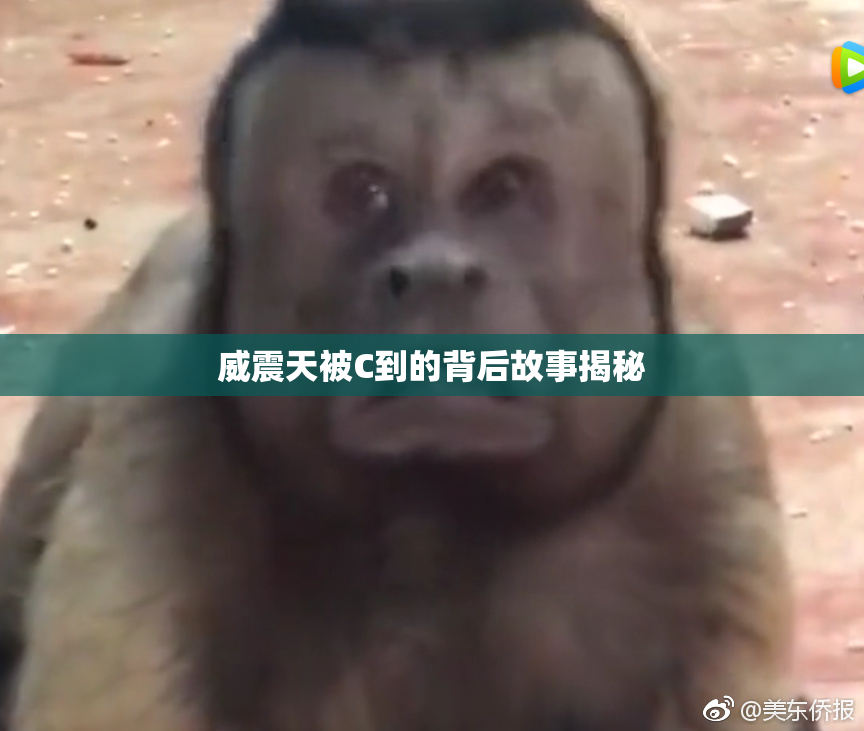 威震天被C到的背后故事揭秘