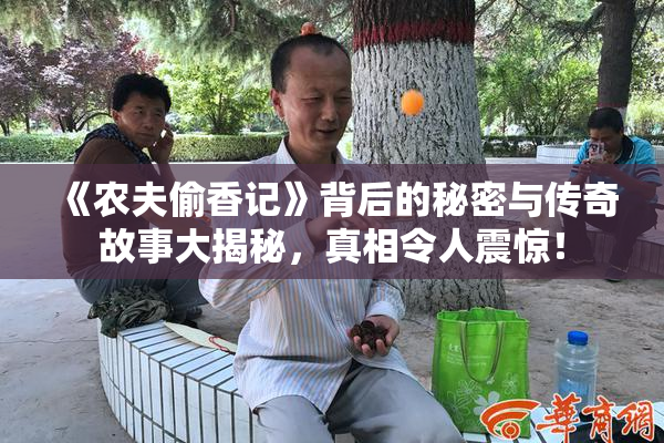 《农夫偷香记》背后的秘密与传奇故事大揭秘，真相令人震惊！