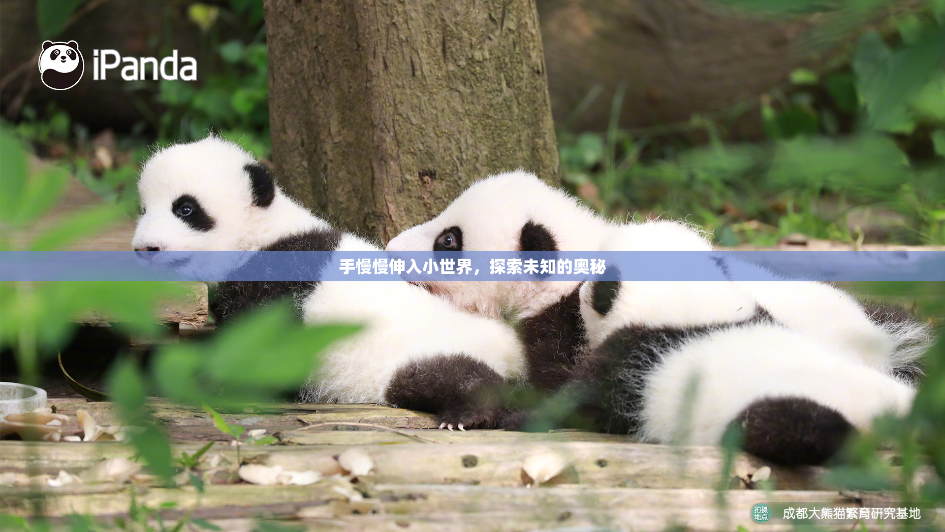 手慢慢伸入小世界，探索未知的奥秘