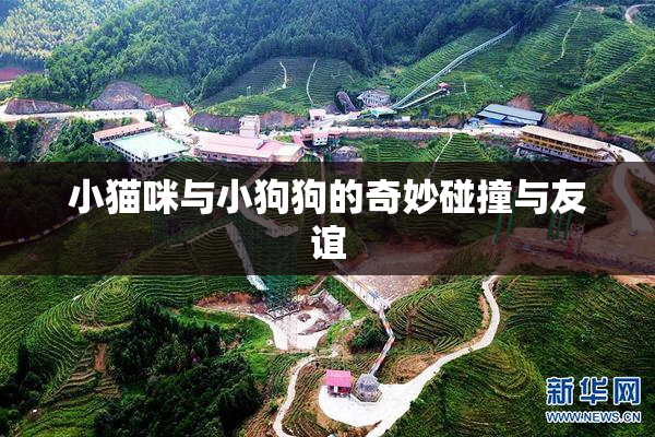 小猫咪与小狗狗的奇妙碰撞与友谊
