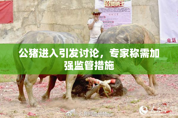 公猪进入引发讨论，专家称需加强监管措施
