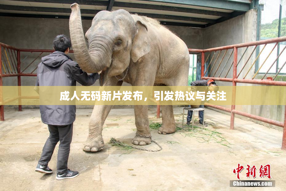 成人无码新片发布，引发热议与关注
