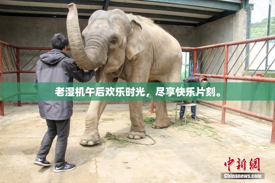 老湿机午后欢乐时光，尽享快乐片刻。