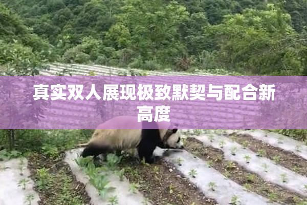 真实双人展现极致默契与配合新高度