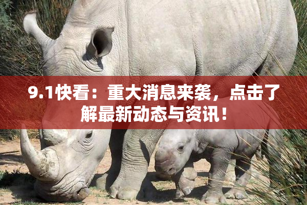 9.1快看：重大消息来袭，点击了解最新动态与资讯！