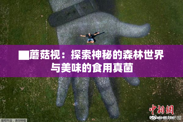 ▇蘑菇视：探索神秘的森林世界与美味的食用真菌