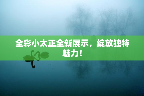 全彩小太正全新展示，绽放独特魅力！