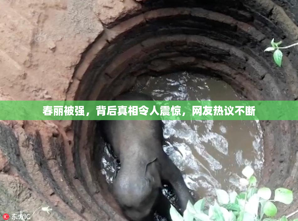 春丽被强，背后真相令人震惊，网友热议不断