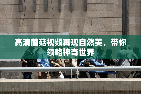 高清蘑菇视频再现自然美，带你领略神奇世界