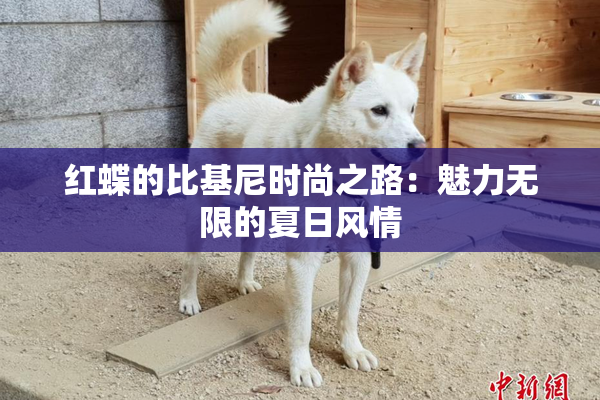 红蝶的比基尼时尚之路：魅力无限的夏日风情