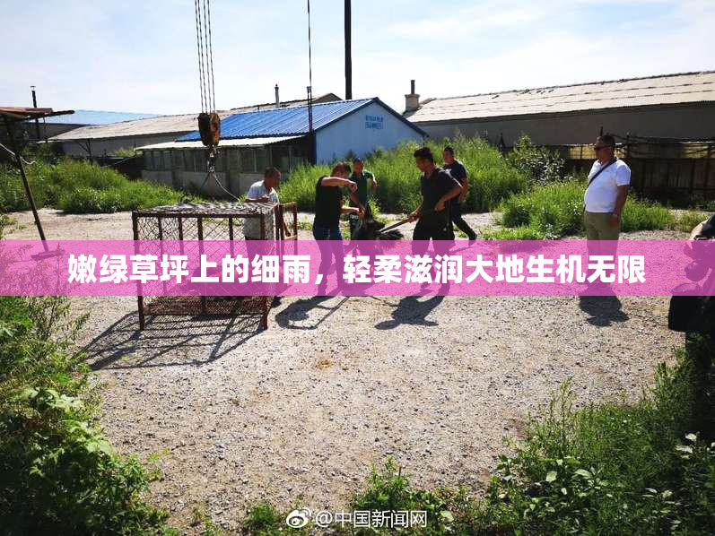 嫩绿草坪上的细雨，轻柔滋润大地生机无限