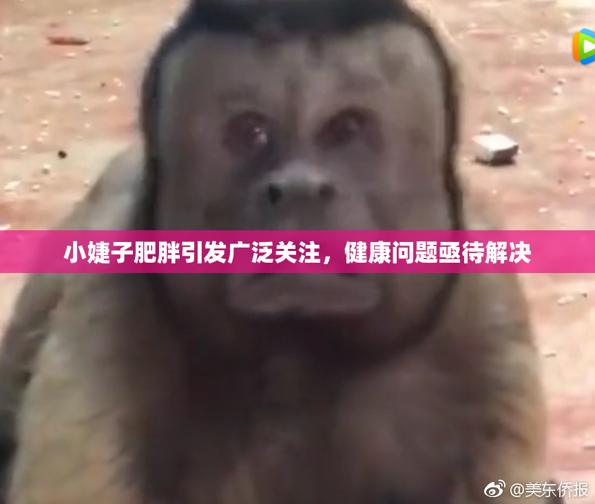 小婕子肥胖引发广泛关注，健康问题亟待解决