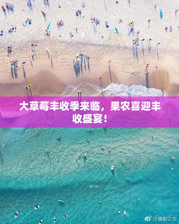大草莓丰收季来临，果农喜迎丰收盛宴！