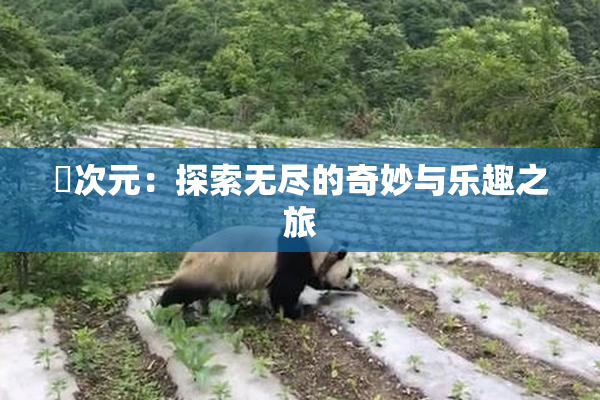 囧次元：探索无尽的奇妙与乐趣之旅