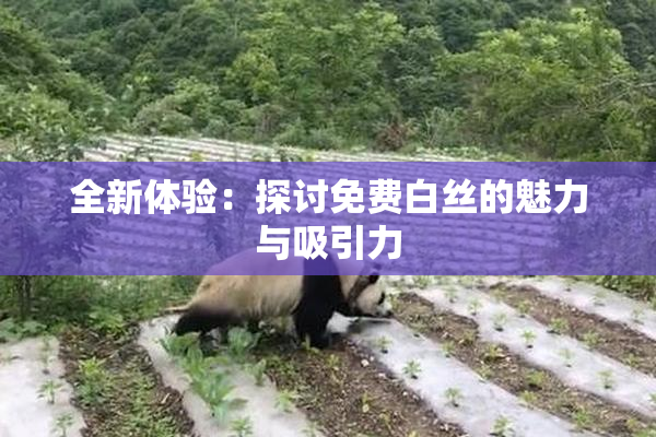 全新体验：探讨免费白丝的魅力与吸引力
