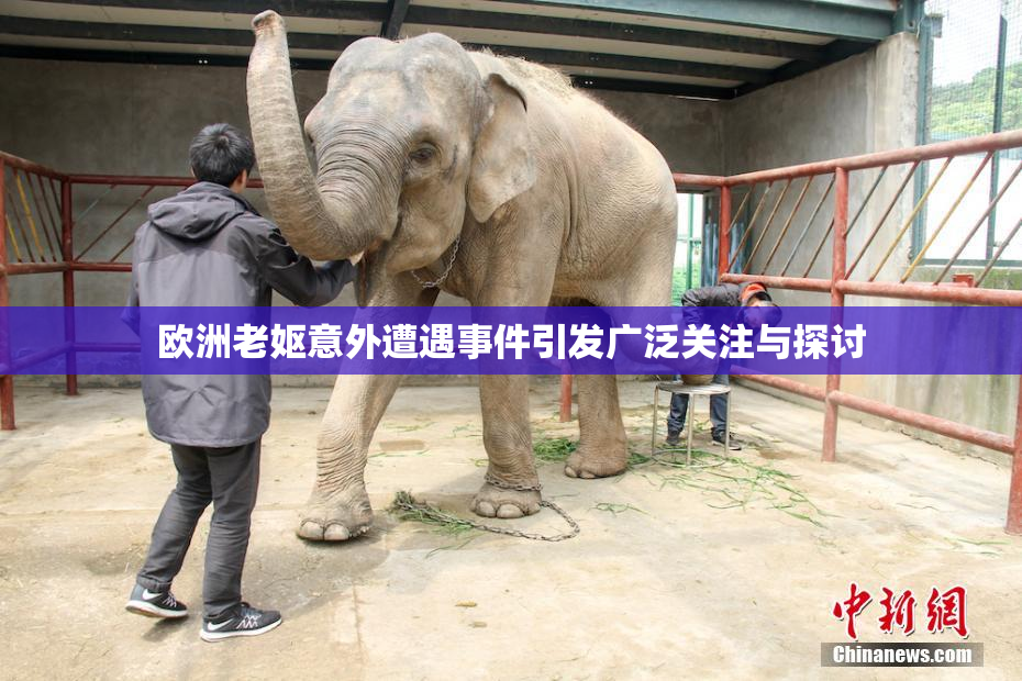 欧洲老妪意外遭遇事件引发广泛关注与探讨