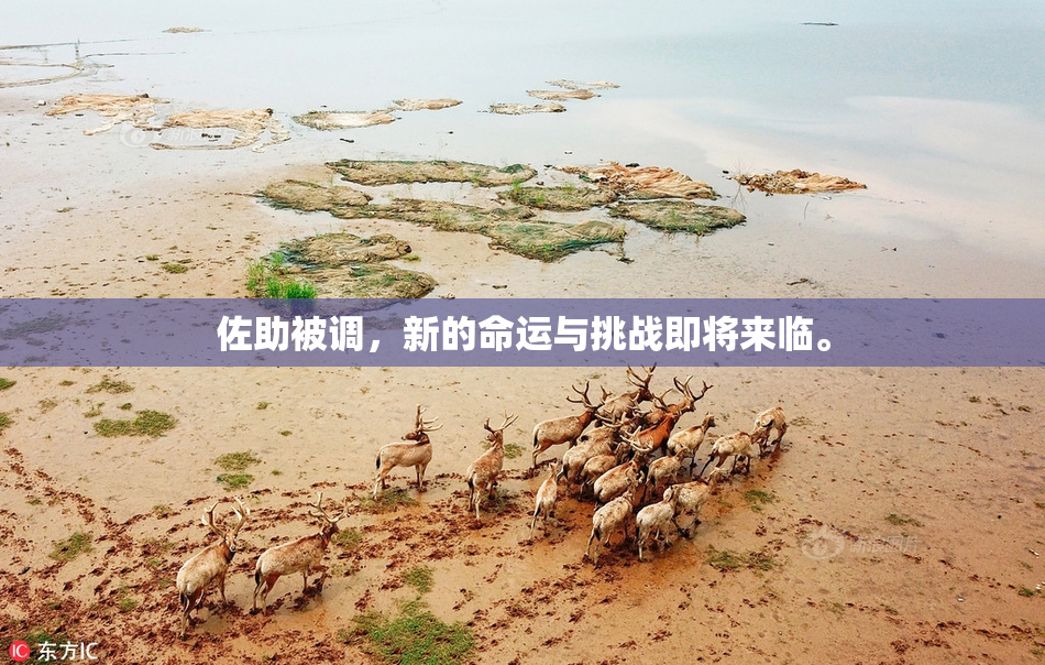 佐助被调，新的命运与挑战即将来临。