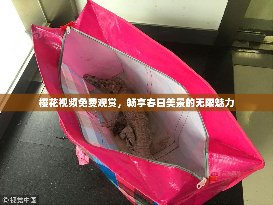 樱花视频免费观赏，畅享春日美景的无限魅力