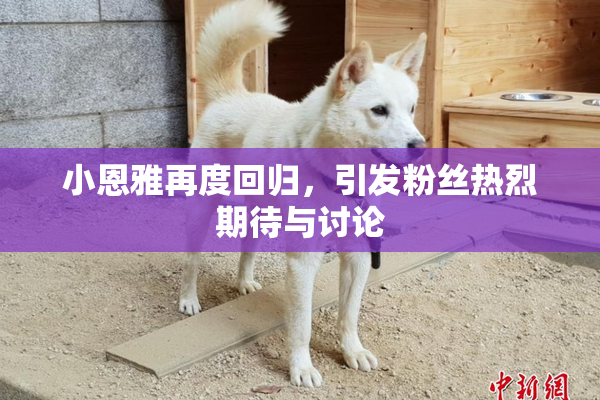 小恩雅再度回归，引发粉丝热烈期待与讨论