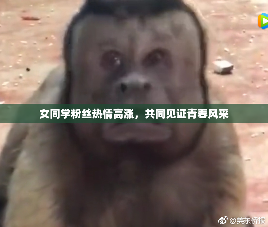女同学粉丝热情高涨，共同见证青春风采