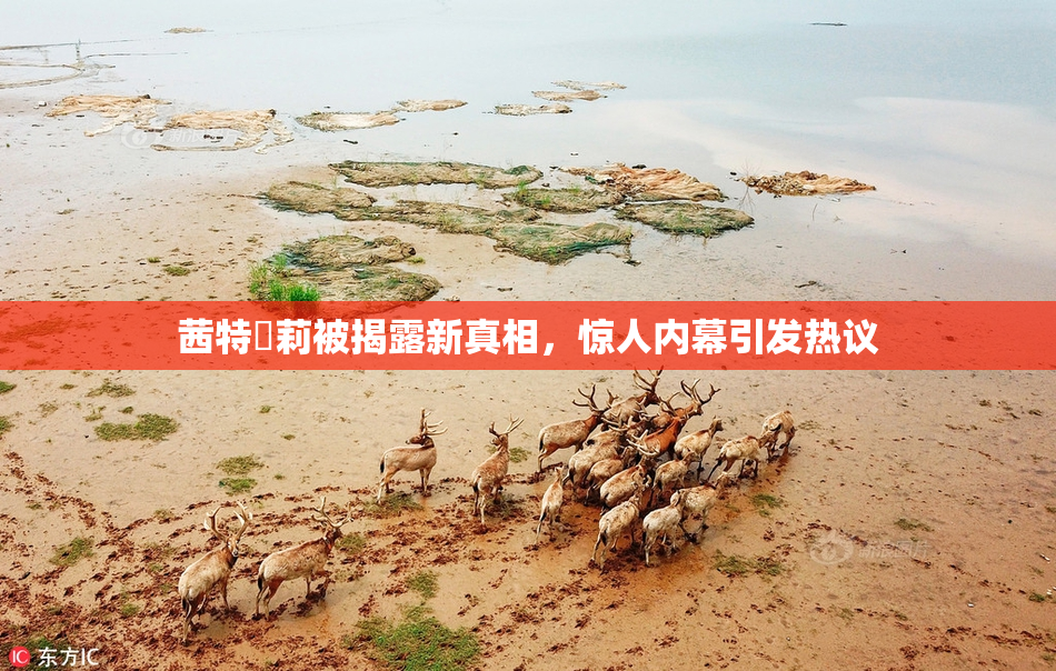 茜特菈莉被揭露新真相，惊人内幕引发热议