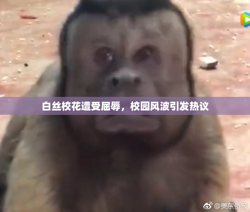 白丝校花遭受屈辱，校园风波引发热议