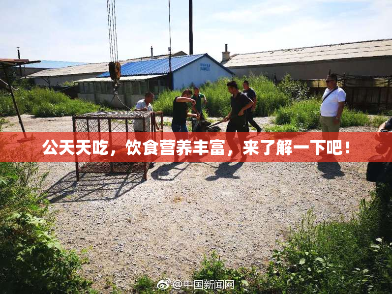 公天天吃，饮食营养丰富，来了解一下吧！