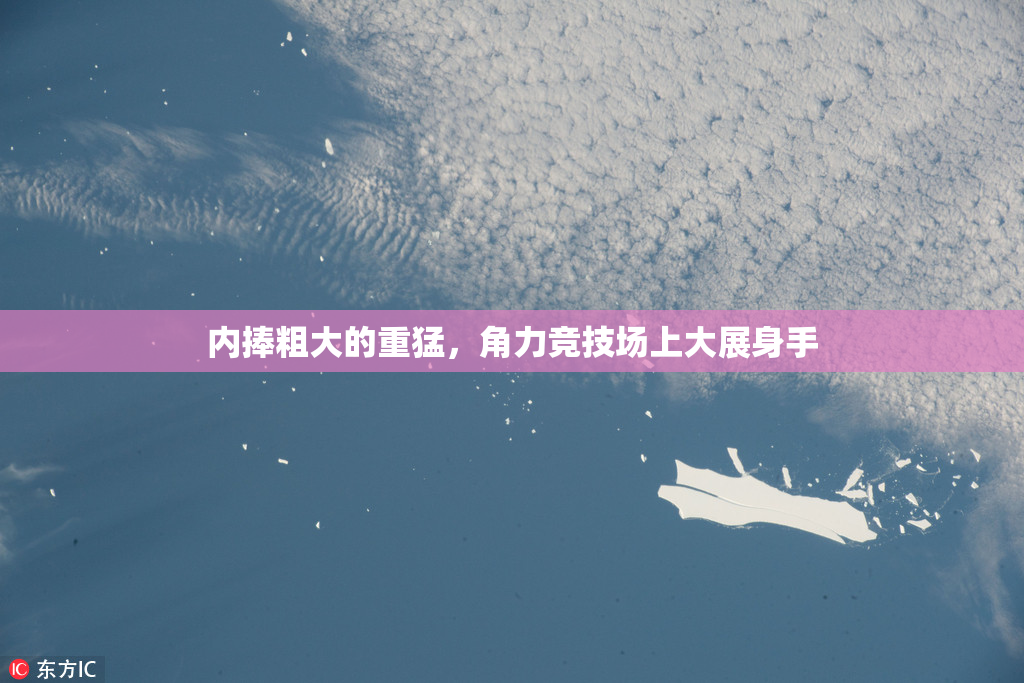 内捧粗大的重猛，角力竞技场上大展身手